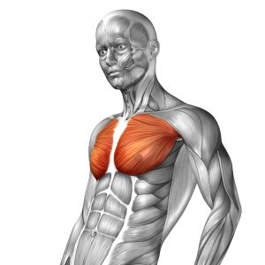 Anatomische model met de pectoralis er in gekleurd.