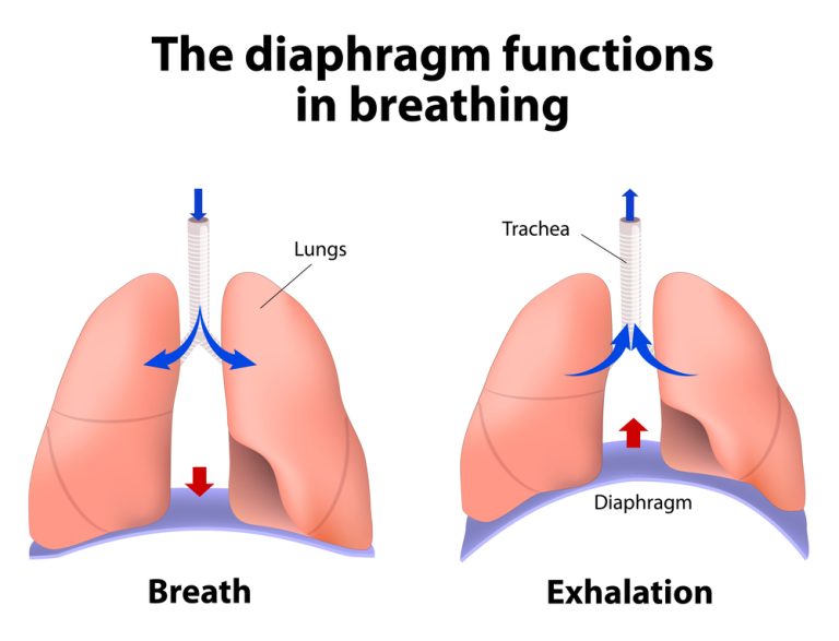 13-12-Het effect van inspiratoire spierkrachttraining op cardiovasculaire functie_264237563 De grote van de diafragmale verplaatsing tijdens inademen en uitademen.