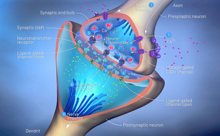 14-05-Hoe woordkeuze invloedt heeft op pijnbeleving_1291434724 Synaptische transmissie.