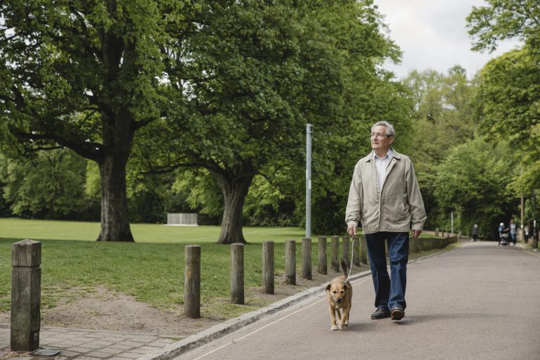 Senior Man Walking Dog in Park Senior man is walking his terrier dog along a path in a public park