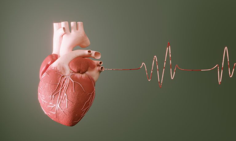 Human Heart Digital generated human heart with pulse trace. ( 3d render )