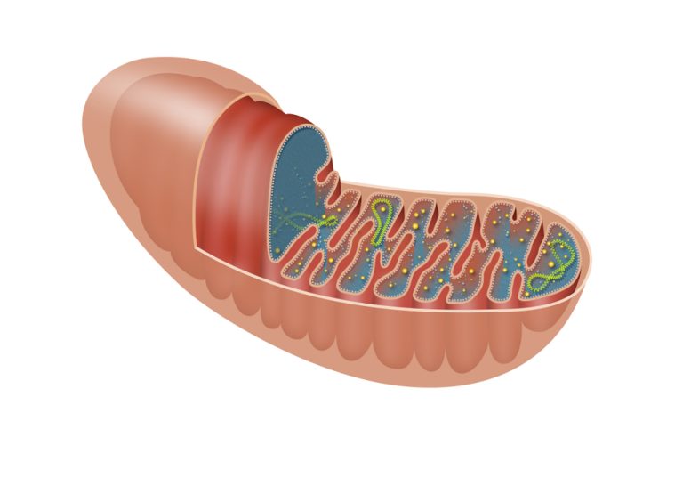 The The mitochondrion is a double-membrane-bound organelle found in most eukaryotic organisms