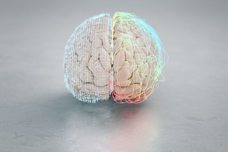 Left and right brain hemisphere 3d render of the creative right and analytical left brain hemisphere