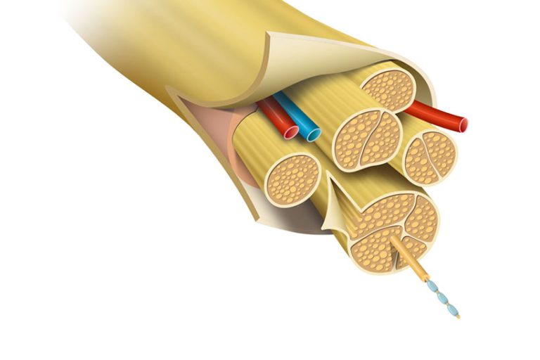 Nerve Nerve Structure (Anatomy)