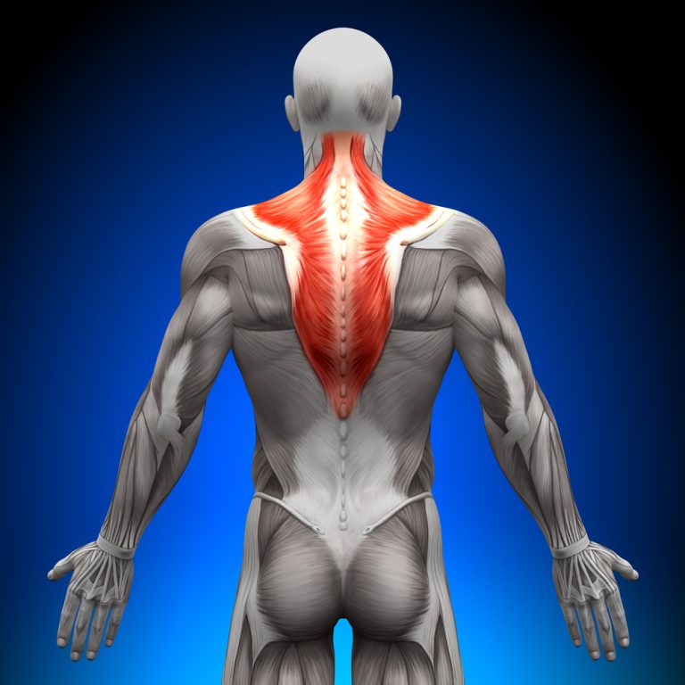 Anatomische weergave van de trapeziusspier met nadruk op de pars descendens en ascendens