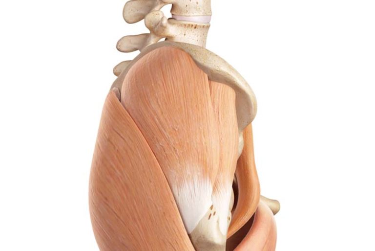 9-17-zwakte gluteus en abductoren mogelijk oorzaak van gluteus tendinopathie_293555534 9-17-zwakte gluteus en abductoren mogelijk oorzaak van gluteus tendinopathie_293555534