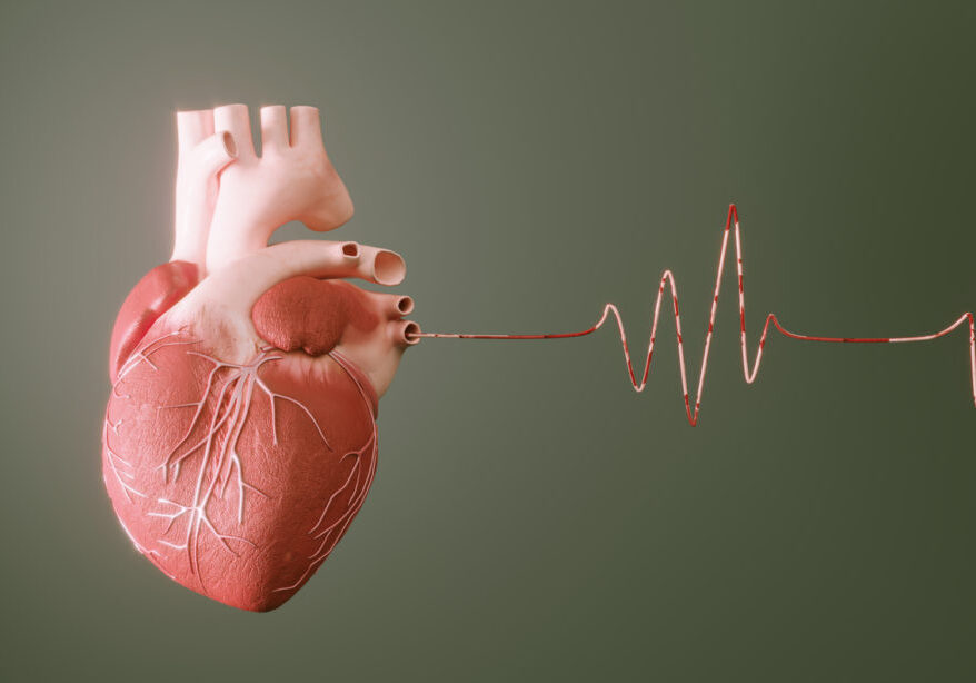 Digital generated human heart with pulse trace. ( 3d render )