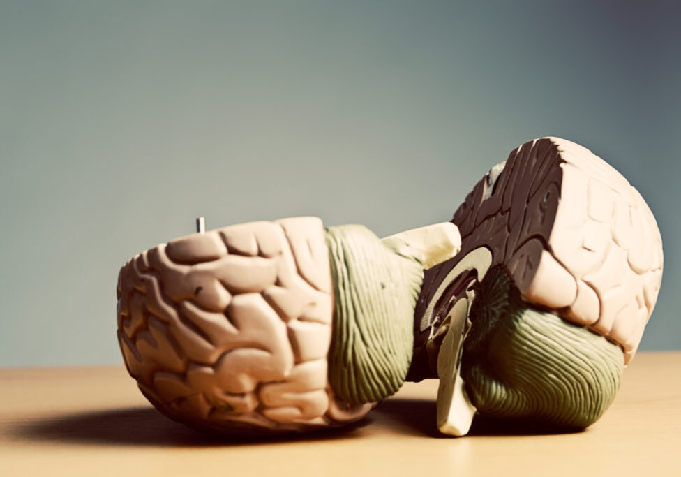 Close up of a bisected anatomical model of the human brain shows details of different areas. Concept shot for being in two minds, uncertain, or undecided about something.